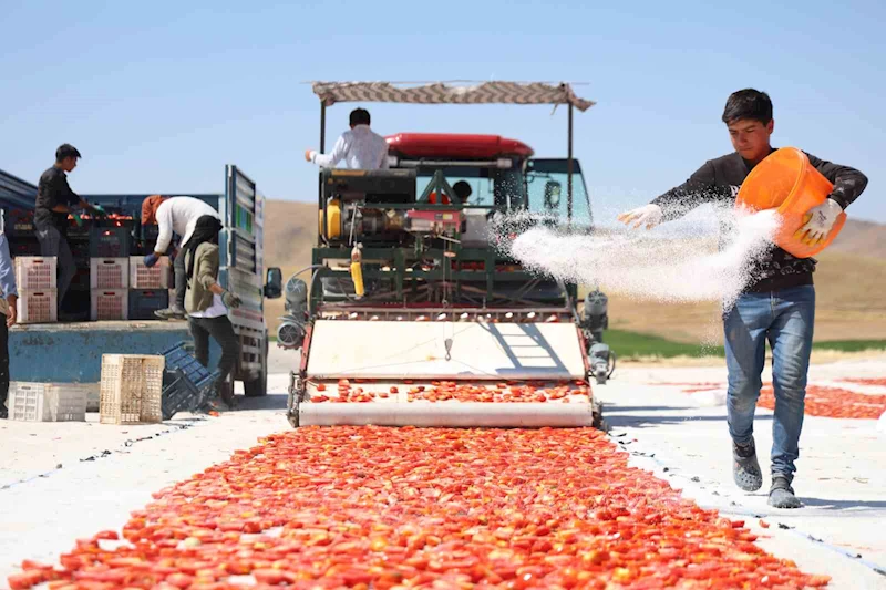 Dünya sofralarını süsleyen domateste 15 bin 300 yüz ton rekolte bekleniyor
