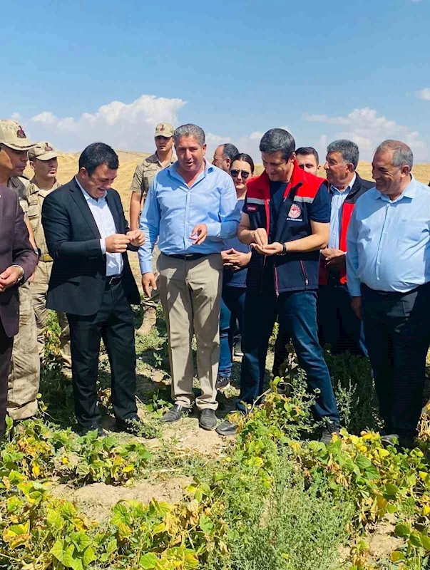 Patnos’ta fasulye hasadı başladı
