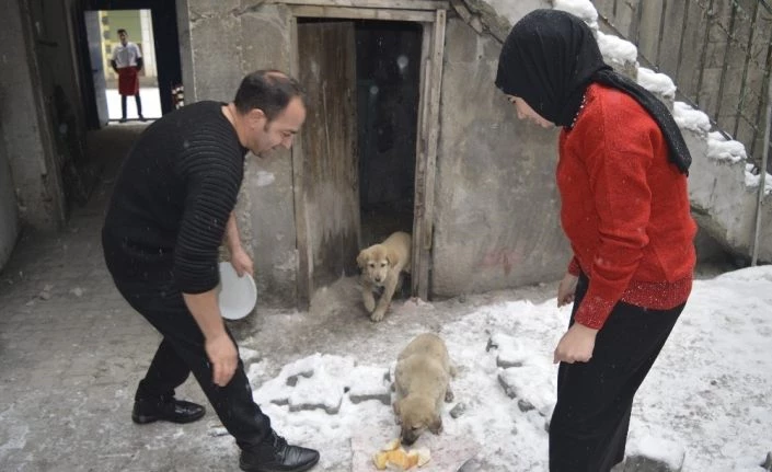 15 yaşındaki genç donmak üzere olan yavru köpeklere sahip çıktı