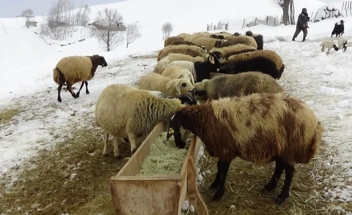 Besicilerin kış mesaisi