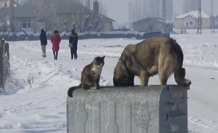 Dondurucu havada kedi ve köpeğin sıcak dostluğu
