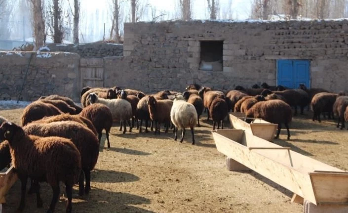 Ekipler, hayvan varlıklarının tespiti için çalışıyor