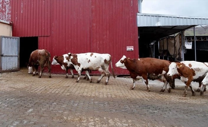 Geçen yıl en çok süt üreten il Konya oldu