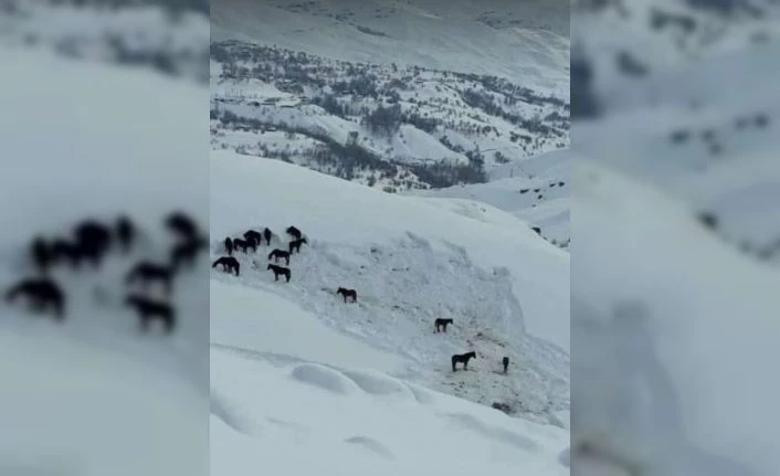 Hakkari Valiliği sahipsiz atlara sahip çıktı