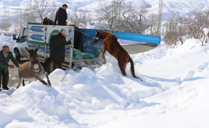 Hakkari’deki sahipsiz atlara vatandaşlar sahip çıktı