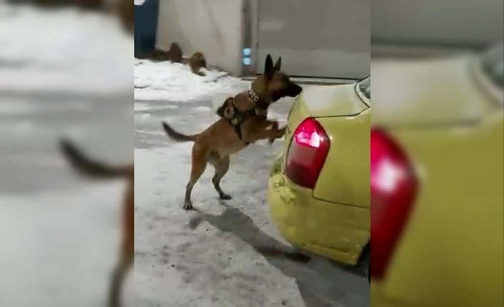 Kars’ta 3 kilo uyuşturucu dedektör köpek Odin’e takıldı