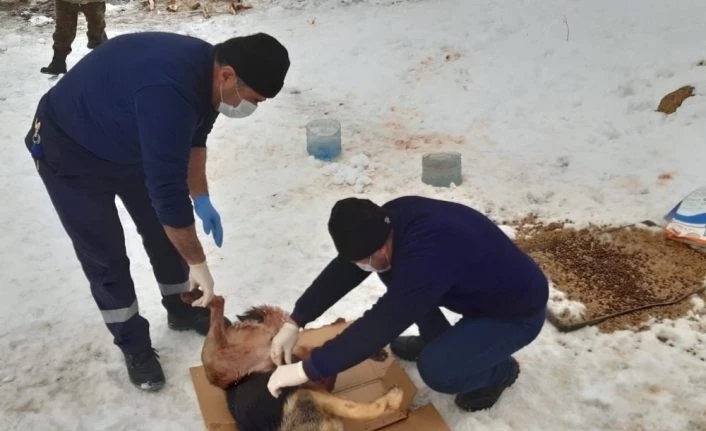 Kurtların saldırdığı köpek tedavi altına alındı