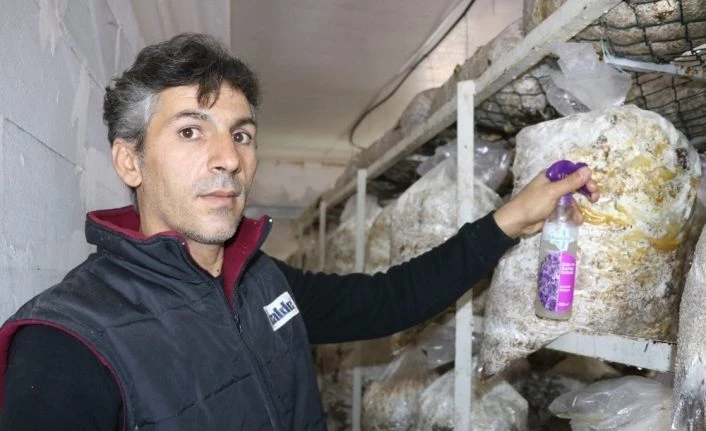 Vanlı mantar üreticisi yeşil küf ilacı yaptı