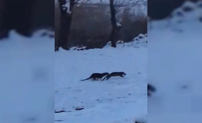 Su samurlarının kavgası kameraya yansıdı