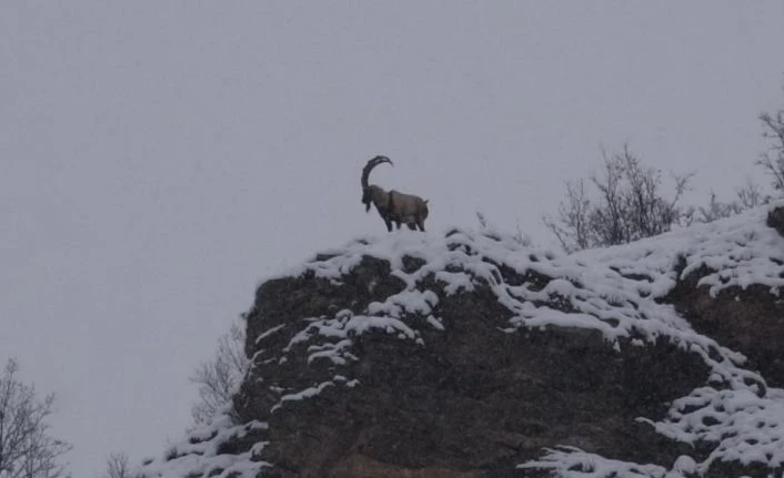 Tunceli’de karda dağ keçileri yiyecek ararken görüntülendi