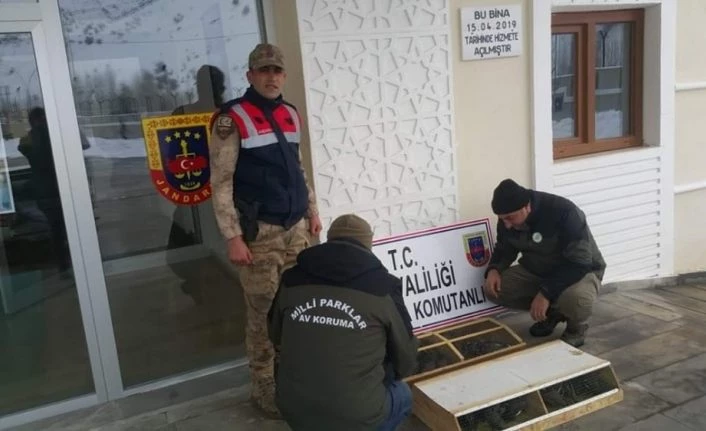 Van Gevaş'ta 75 Common Myna kuşu ele geçirildi