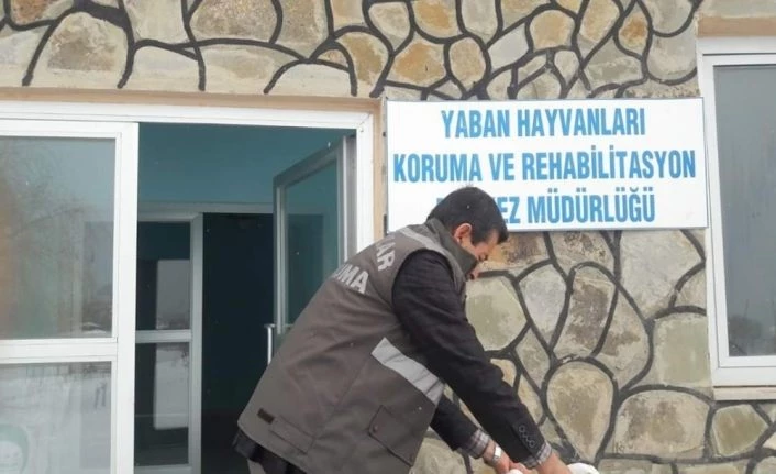 Yaralı Büyük ak balıkçıl kuşu tedavi altına alındı