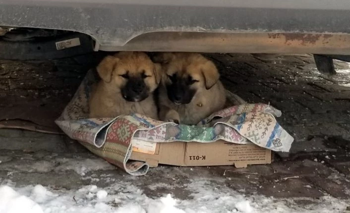 Yavru köpeklerin soğukta yaşam mücadelesi yürek burktu