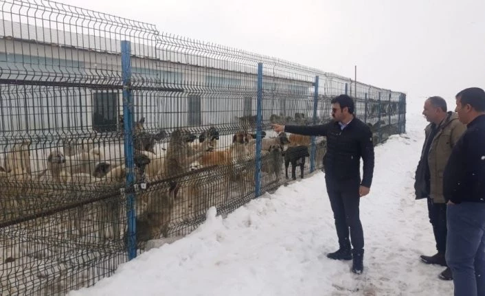 Çaldıran’da sokak köpekleri barınakta besleniyor