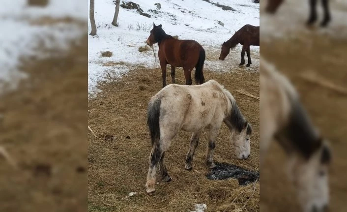 Derecik’te donmak üzere olan sahipsiz atlar kurtarıldı