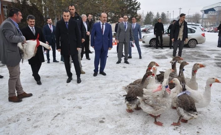 Diğer illerde yetiştirilen kazlar Kars’ta piyasaya sunuluyor