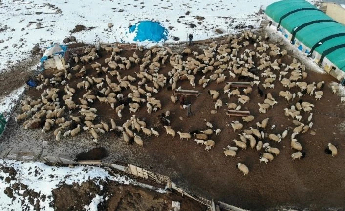 Elazığ’da kuzuların anneleriyle muhteşem buluşması