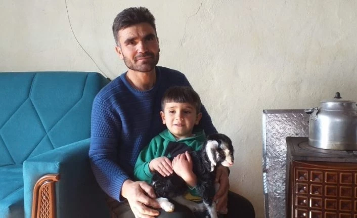 Erken doğan keçi yavrusu evde biberonla besleniyor