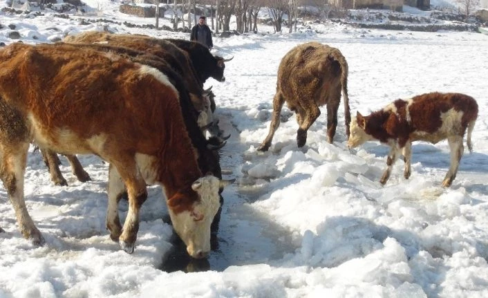 Göl yüzeyindeki buzu kırıp hayvanlarına su içiriyorlar