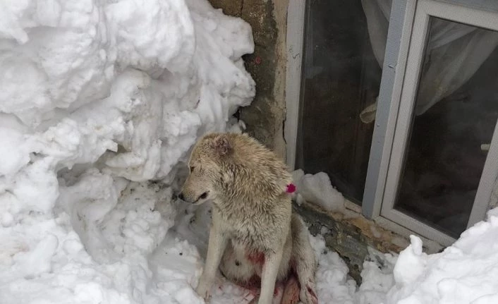 Hakkari’de kurtlar bir köpeği ağır yaraladı