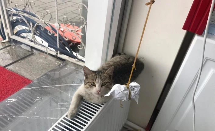 Kalorifer peteğine sarılan kedi görenleri şaşkına çevirdi