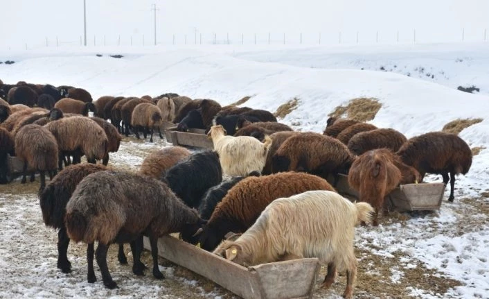Kış mesaisindeki besicilerin yardımcıları: Eşek arabaları