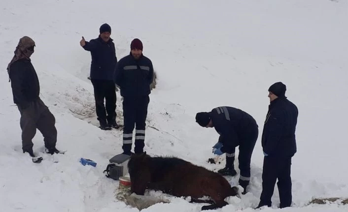 Soğuktan ayakları donan atı kurtarmak için seferber oldular