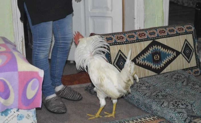 Ailenin Yedinci Üyesi “Akıllı Horoz”