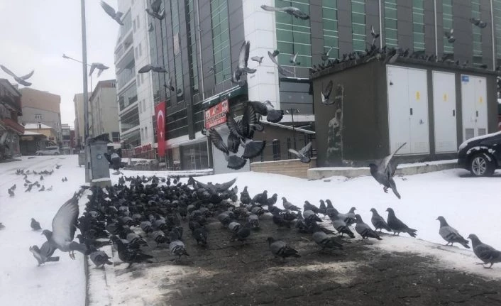 Ardahan’da aç kalan güvercinleri vatandaş elleriyle besliyor