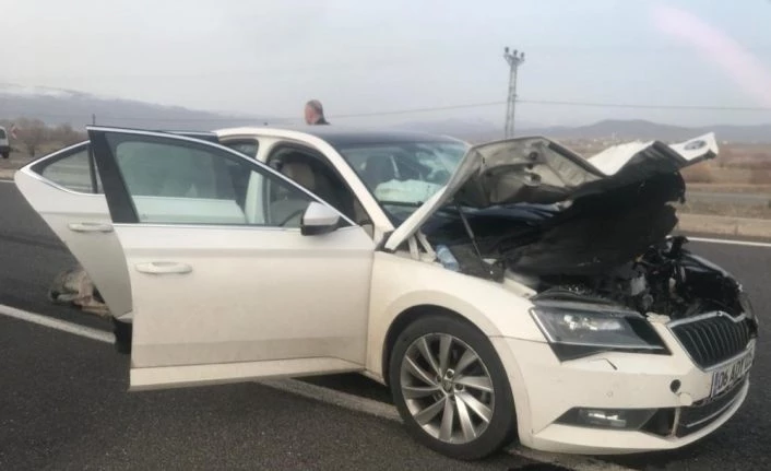 Bingöl’de otomobilin çarptığı eşek telef oldu