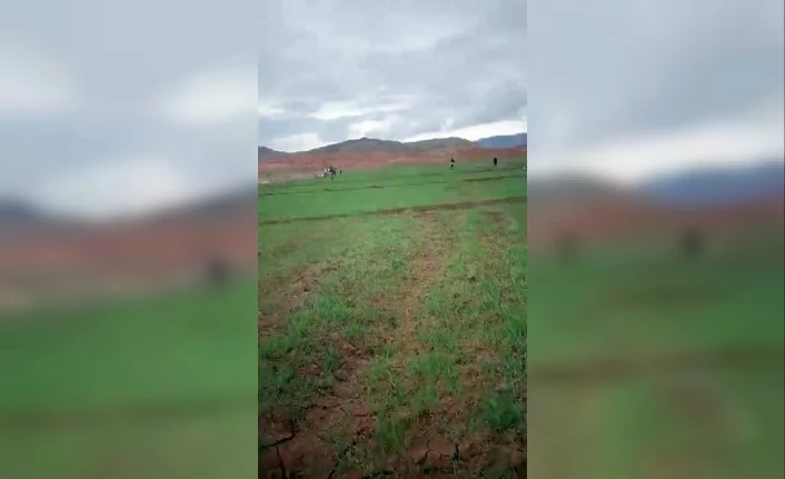 Buğday tarlaları 60 yıl sonra ilk kez ekildi