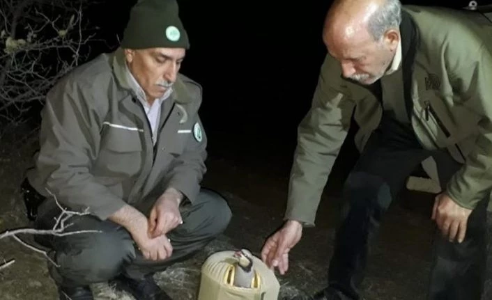 Elazığ’da kaçak avla mücadele, 6 şahıs yakalandı