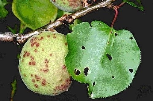 Kayısı bahçelerinde çil hastalığı riski yükseldi