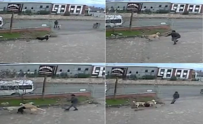Köpeğe, köpekle işkence anı kamerada