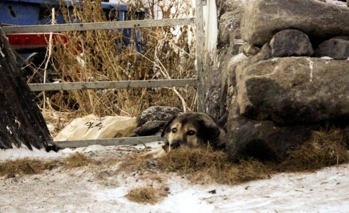 Köye inen iki kurt köpeğe saldırdı