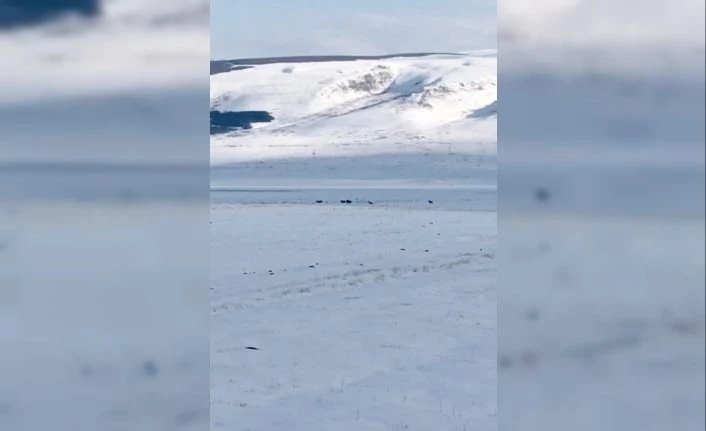 Kurt sürüsü yerleşim alanına indi