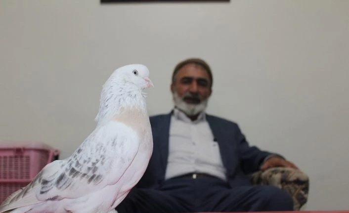 Lüks ev fiyatına güvercin
