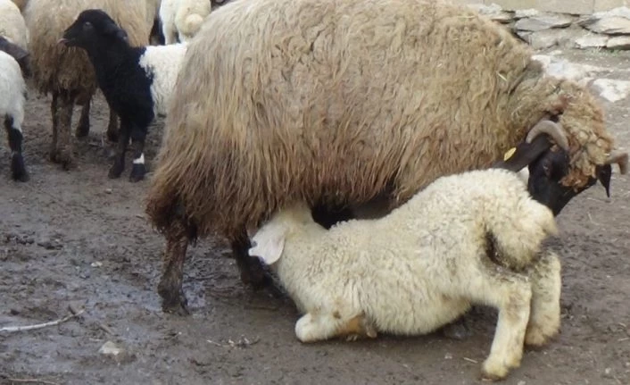 (Özel) Hakkari’de kuzulama dönemi başladı
