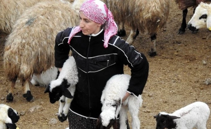 (Özel) Kuzuların süt ısrarı tebessüm ettirdi