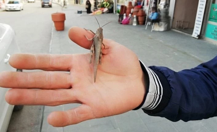 Şemdinli’de çekirge görülmesi şaşırttı