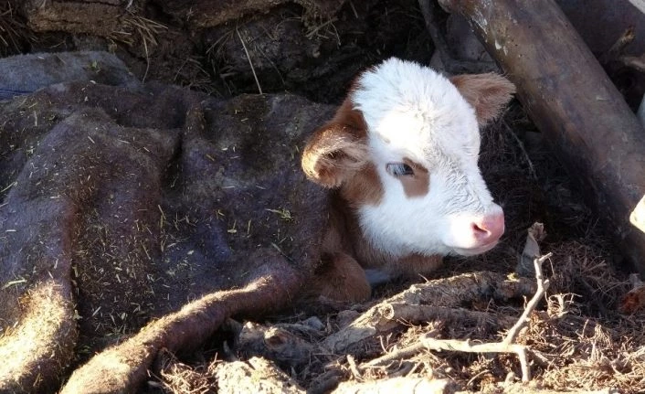 Soğukta kalan hayvanlara anne şefkati