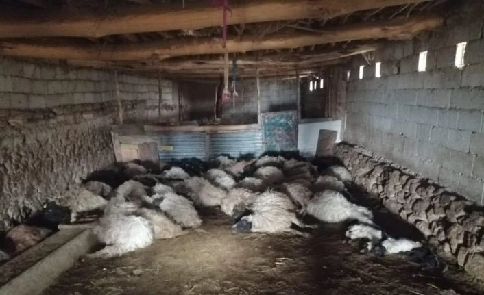 Van Başkale'de tilkiyi kurt zanneden koyunlar korkudan birbirini ezdi
