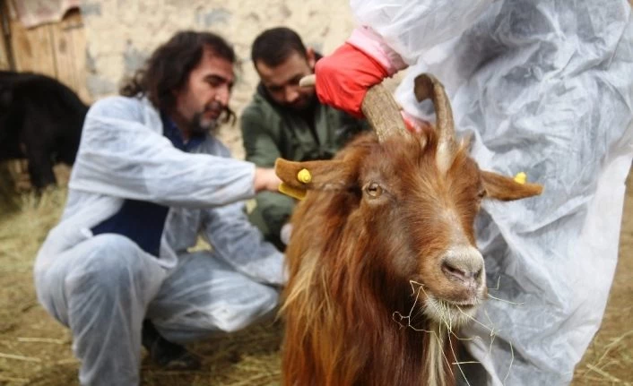 Veteriner hekimler, yaralı hayvanlar için seferber oldu