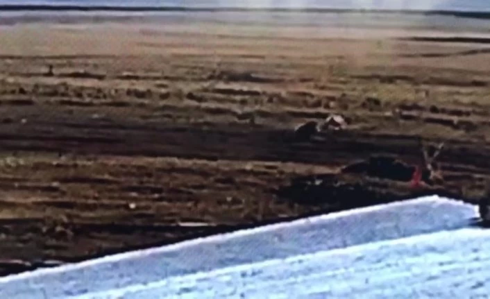 Ardahan’da çiftliğe inen kurt sürüsü, çoban köpeklerinin hışmına uğradı