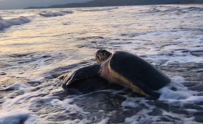 Caretta carettalar İztuzu Plajı
