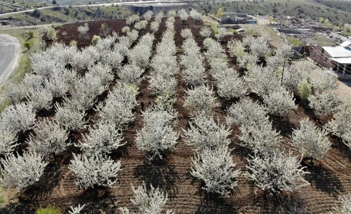 Elazığ’da bahar, tarihi mahalle kiraz çiçekleriyle beyaza büründü