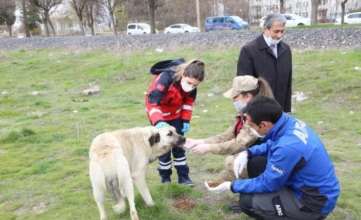 Elazığ’da sokak hayvanları unutulmadı