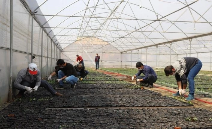 Erzincan’da çiçekler serada yetiştiriliyor