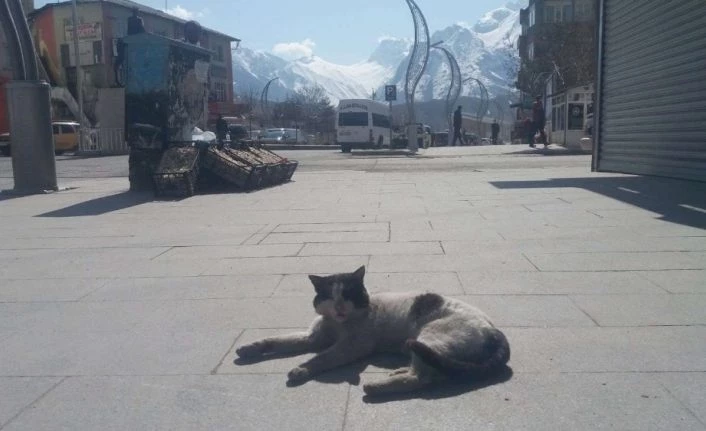 Hakkari’nin caddeleri sahipsiz kedilere kaldı
