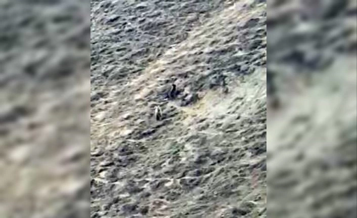 İnsanlar evlerine çekilince ayılar yaşam alanlarına indi